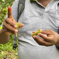 6-Day Iquitos Jungle Tour at Maniti Eco-Lodge traveler photo #2