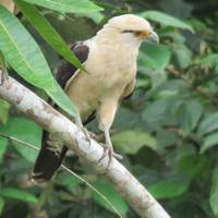 6-Day Iquitos Jungle Tour at Maniti Eco-Lodge traveler photo #3