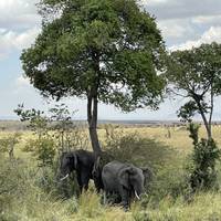 Photo de voyageur 13 jours de safari de migration annuelle en Afrique de l
