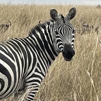 Photo de voyageur 13 jours de safari de migration annuelle en Afrique de l