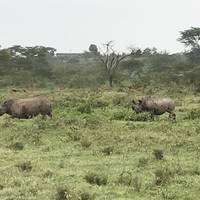 Increíble safari de 7 días a los parques de Masai Mara, Nakuru, Naivasha y Samburu, con recogida gratuita en el aeropuerto y alojamiento la primera noche en el hotel After 40 de Nairobi.: foto del viajero #1