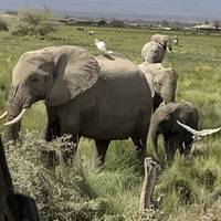 Increíble safari de 7 días a los parques de Masai Mara, Nakuru, Naivasha y Samburu, con recogida gratuita en el aeropuerto y alojamiento la primera noche en el hotel After 40 de Nairobi.: foto del viajero #3