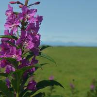 Photo de voyageur Alaska Kenai Adventure 9 jours #1