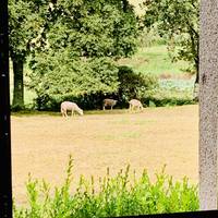 "Camino de Santiago" (Way of St James): French Way from Sarria -100 km traveler photo #1