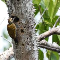 Iquitos Dschungel- Rundreise in der Maniti Eco-Lodge - 7 Tage Reise-Foto #1