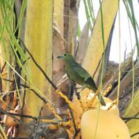 Iquitos Dschungel- Rundreise in der Maniti Eco-Lodge - 7 Tage Reise-Foto #3