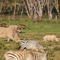 Maasai Mara — See Nakuru Abenteuerreise - 4 Tage Reise-Foto #2