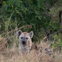 Maasai Mara — See Nakuru Abenteuerreise - 4 Tage Reise-Foto #1