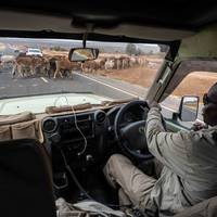 2 Day Amboseli National Park Overnight Safari- Guarantee Daily Departure traveler photo #3