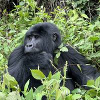 Photo de voyageur Gorille, chimpanzé et source du Nil - 14 jours #2