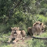 Photo de voyageur Safari classique de 6 jours dans le parc Kruger #2