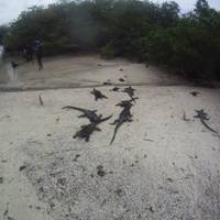 Photo de voyageur Expédition de 12 jours aux Galápagos #2