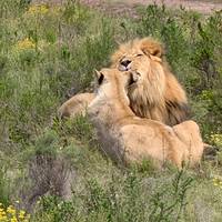 Excursión de 4 días en grupo pequeño a la Mejor Selección de la Ruta Jardín desde Ciudad del Cabo: foto del viajero #2