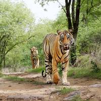 Rajasthan Wildlife Tour: Ranthambore National Park by Train - 5 Days traveler photo #1