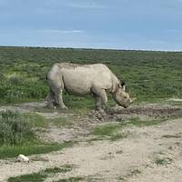 Con campamento de 4 días en el Parque Nacional de Etosha y Swakopmund: foto del viajero #1