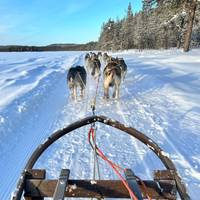 Noorderlicht & wilde dieren in Zweeds Lapland - 7 nachten: foto van de reiziger #2