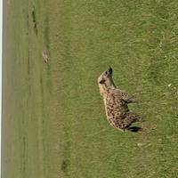 Masai Mara und Lake Nakuru - 4 Tage Reise-Foto #1