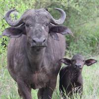 Photo de voyageur Safari "Taste of Tanzania" - goût de la Tanzanie - 4 jours #1