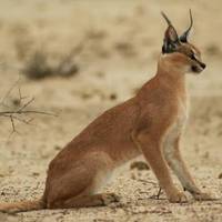 Photo de voyageur Safari "Taste of Tanzania" - goût de la Tanzanie - 4 jours #2