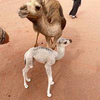 Premium Jordan (5 destinations) traveler photo #1