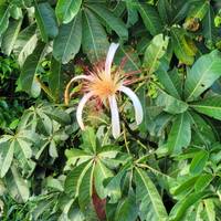 Tropical Costa Rica 5 Days, Short Break traveler photo #1