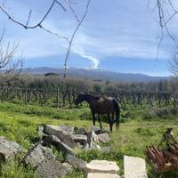 Small Group Sicily Food & Wine Tour (Maximum 8 Guests) traveler photo #1