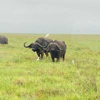 Manyara, Serengeti, Ngorongo & Tarangire Reise-Foto #3