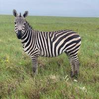 Manyara, Serengeti, Ngorongo & Tarangire Reise-Foto #1