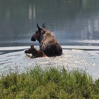 Photo de voyageur Aventure en Alaska - 20 jours #3