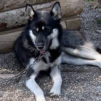 Alaska Abenteuer - 20 Tage Reise-Foto #2