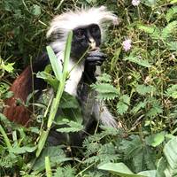 Ecoturismo e Inmersión cultural en la Zona del Parque Nacional del bosque de Jozani, Zanzíbar: foto del viajero #3