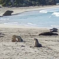 Kangaroo Island Adventure traveler photo #1