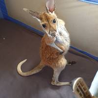 Perth nach Exmouth, Karijini und zurück Reise-Foto #3