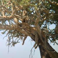 4-Days Masai Mara and Lake Nakuru Luxury Safari on a 4x4 Land Cruiser Jeep traveler photo #3