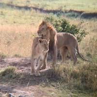 4-Days Masai Mara and Lake Nakuru Luxury Safari on a 4x4 Land Cruiser Jeep traveler photo #1