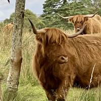 A Scottish Journey traveler photo #1