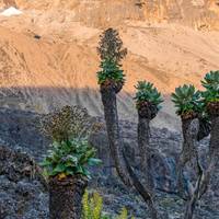 mount kilimanjaro climbing via lemosho route 9 days Tanzania (all accommodation and transport are included) traveler photo #2