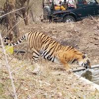 Adventures Ranthambore Wildlife Safari Tour with Golden Triangle 7Days traveler photo #3