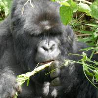 02 Daagse Gorilla Trek Rwanda: foto van de reiziger #1
