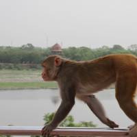 Gouden Driehoek Tour met tijgersafari in Ranthambore: foto van de reiziger #2