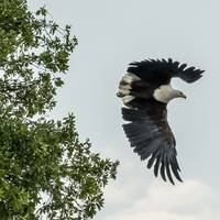 Photo de voyageur Aventure au Botswana #2