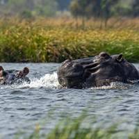 Photo de voyageur Aventure au Botswana #1