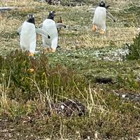 Premium Patagonien Reise-Foto #2