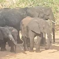 Best of Botswana & Victoria Falls - 12 days traveler photo #1