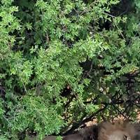 Best of Botswana & Victoria Falls - 12 days traveler photo #2