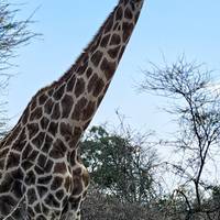 Best of Botswana & Victoria Falls - 12 days traveler photo #3