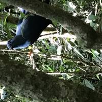 Photo de voyageur Safaris familiaux dans les Baobabs et les Tsingy, voiture privée et personnalisée #3