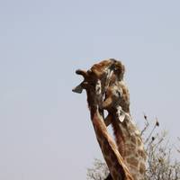 Photo de voyageur Safari de 6 jours avec hébergement dans les dunes et la faune #1