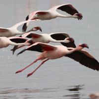 Photo de voyageur Safari de 6 jours avec hébergement dans les dunes et la faune #3