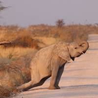 Photo de voyageur Safari de 6 jours avec hébergement dans les dunes et la faune #2